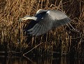 C'est ce qui s'appelle avoir le bec noué ! (Héron cendré, Ardea cinerea) héron cendré et anguille 