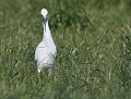Héron garde-boeufs très concentré (Bubulcus ibis)  
