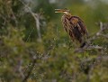 Héron pourpré juvénile (Ardea purpurea) Héron pourpré juvénile 