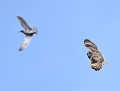 Qu'on ne s'y trompe pas, ce Chevalier gambette  (Tringa totanus) vient juste de percuter en vol ce gros Hibou des marais (Asio flammeus). chevalier gambette et hibou des marais, hibou des marais, chevalier gambette 