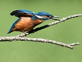 Petite colère d'un Martin pêcheur juvénile  (Alcedo atthis). Martin pêcheur juvénile 