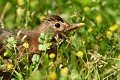 Lorsqu'elle est contrariée ou inquiète, la Merlette (Turdus merula) présente une petite touffe sur le sommet du crâne. Merlette 