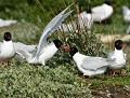 Petite querelle de territoire entre deux Mouettes mélanocéphales  (Ichthyaetus melanocephalus) dispute entre mouettes mélanocéphales, combat de mouettes 