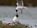 Mouette rieuse (Chroicocephalus ridibundus) harcelant sans relâche une Mouette mélanocéphale (Ichthyaetus melanocephalus) pour lui voler son emplacement de nidification. combat de mouettes 