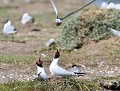 Les yeux hors des orbites...: Les Sternes n'hésitent pas à attaquer directement de front n'importe quelles Mouettes pour s'octroyer l'emplacement de leur nid. combat mouette et sterne 