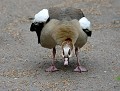 En traversant un chemin avec sa femelle et ses petits, cette Ouette d'Egypte  (Alopochen aegyptiaca) mâle n'hésite pas à s'en prendre à n'importe quel animal (en l’occurrence un piéton) se trouvant sur son passage. ouette d'egypte plumage ébouriffé 