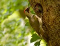 Les petits Pics verts (Picus viridis) sont extrêmement violents lorsqu'ils réclament leur pitance. nid de pic vert 
