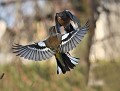 A l'instar des Verdiers d'Europe, Les Pinsons des arbres  (Fringilla coelebs) sont assez querelleurs. combat de pinsons des arbres 
