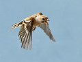Pinson du nord femelle (Fringilla montifringilla)  