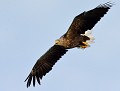Pygargue à queue blanche (Haliaeetus albicilla) ayant repéré une proie. Pygargue à queue blanche 