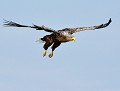 Juste avant de frôler la surface de l'eau pour attraper un poisson, ce Pygargue à queue blanche (Haliaeetus albicilla) poussait de puissants cris. Pygargue à queue blanche, aigle 