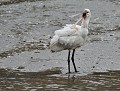 La Spatule blanche n'est pas un oiseau que l'on voit souvent s'égosiller (Platalea leucorodia) cri de la Spatule blanche 