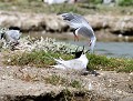 Cette Sterne pierregarin (Sterna hirundo) s'en prend avec détermination à une Sterne caugek (Thalasseus sandvicensis) afin de s'octroyer l'emplacement de son nid. Les deux espèces ayant un caractère belliqueux, les tentatives d'intimidation de la Sterne pierregarin furent vaines. combat entre sternes 
