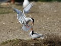 En période de nidification les combats entre Sternes pierregarins  (Sterna hirundo) sont très fréquents. Combat de sternes pierregarins 