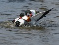 Les Tadornes de Belon  (Tadorna tadorna) sont avec les Ouettes d'Egypte les canards les plus belliqueux. Il s'agit ici d'un combat pour les beaux yeux d'une femelle, qui est d'ailleurs toute proche (voir photo dans la galerie "Tous au bain"). Le perdant y a laissé de nombreuses plumes, au sens littéral. combat de Tadornes de Belon 