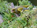 Le verdier d'Europe (Chloris chloris) est complètement excité et bagarreur dès qu'il s'agit de défendre sa pitance. Verdier d'Europe agressif 