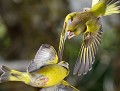 Les verdiers d'Europes (Chloris chloris) sont en haut du podium concernant l'agressivité des passereaux. Il n'est pas rare d'en voir avec un œil crevé tellement les impacts en plein vol sont violents. Combat de verdiers 