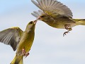Véritable prise de bec entre ces deux Verdiers d'Europe (Chloris chloris). Combat de verdiers 