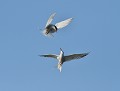 Petite joute territoriale entre deux Sternes pierregarins (Sterna hirundo) Combat de sternes 