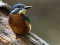 Martin pêcheur juvénile (Alcedo atthis, Côtes d'Armor, France).  