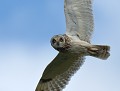 Croisement de regards : Hibou des marais (Asio flammeus) Hibou des marais 