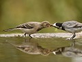 Concernant les jeunes oiseaux de certaines espèces, une technique bien rodée pour obtenir de la nourriture jusqu'à satiété consiste à faire du chantage à la prédation. Je piaille et me mets en position de danger si tu ne me donnes pas à manger...Une fois rassasié le jeune oiseau va digérer bien à l'abris dans les feuillages. Bergeronnette grise et son petit (Motacilla alba, Bretagne, France). bergeronette grise, oisillon de bergeronette 