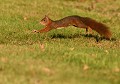 Lévitation : Écureuil roux (Sciurus vulgaris) Lévitation, Écureuil roux 