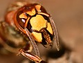 Frelon européen (Vespa crabro) portrait du Frelon européen 