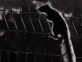 Écureuil roux en clair-obscur... (Sciurus vulgaris) Écureuil roux en clair-obscur, clair-obscur, écureuil roux 