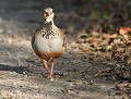 On the road again...Perdrix rouge (Alectoris rufa) On the road again, Perdrix rouge, galinette 