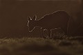 Clair de Lune/clair-obscur : Chevrette de Chevreuil (Capreolus capreolus) Clair de Lune, clair-obscur, Chevrette de Chevreuil, chevreuil 