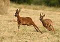 Course-poursuite (Chevreuils : Capreolus capreolus) Course-poursuite, Chevreuil 