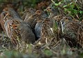 Petit groupe de Perdrix grises apeurées contre un talus. Elles ont été relâchées juste pour assouvir le lendemain ou les jours suivant, un ball-trap entre amis...et finiront probablement à la poubelle. Comme dit la chanson "est ce que ce monde est sérieux ?" Perdrix grises 