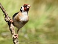 Chardonneret élégant (Carduelis carduelis) Chardonneret élégant 