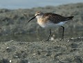 Bécasseau cocorli (Calidris ferruginea) Bécasseau cocorli, (Calidris ferruginea) 