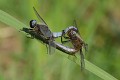 Accouplement de Libellules fauves (Libellula fulva) Accouplement de Libellules fauves 