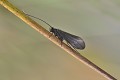 scéricostamadae notidobia cilialis scéricostamadae notidobia cilialis 