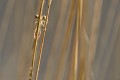 Agrion à larges pattes (jeune imago) imago, agrion à larges pattes 