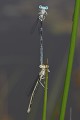 Les équilibristes (Après l'accouplement le mâle Agrion maintient sa compagne par le col, jusqu'à ce qu'elle aille pondre). Accouplement agrion 