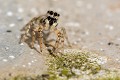 Saltice (Salticus scenicus) saltice, araignée, arachnide, araignée sauteuse 