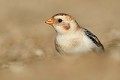 Le Bruant ou Plectrophane des neiges (Plectrophenax nivalis) Le Bruant des neiges, Plectrophane des neiges 