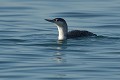 Plongeon catmarin (Gavia stellata) Plongeon catmarin 