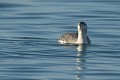Plongeon catmarin sur une plage bretonne (Gavia stellata) Plongeon catmarin 