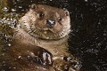 Loutre d'Europe (Lutra lutra, Allemagne). Loutre d'Europe 