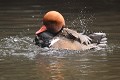 Nette rousse mâle (Netta rufina) faisant sa toilette Nette rousse mâle 