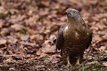 La bondrée apivore (Pernis apivorus) n'hésite pas en cas de pénurie d'insectes à attraper de jeunes oiseaux pour en faire son repas (Bavière, Allemagne). La bondrée apivore 