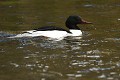 Harle bièvre mâle (Mergus merganser, Allemagne) Harle bièvre mâle 