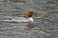Harle bièvre femelle (Mergus merganser, Allemagne). Harle bièvre femelle 