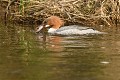 Harle bièvre femelle et sa proie (Mergus merganser, Bavière en Allemagne). Harle bièvre femelle et poisson 