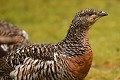 Grand tétras femelle (Tetrao urogallus, Bavière en Allemagne). portrait du grand tétras femelle 